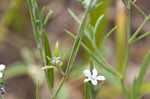 Pasture heliotrope